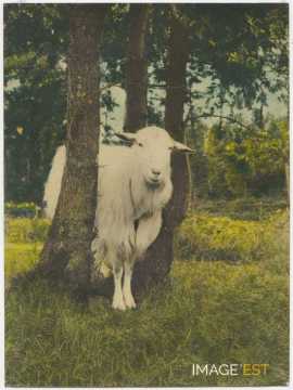 Chèvre entre trois arbres